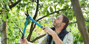 can you trim trees in the summer​