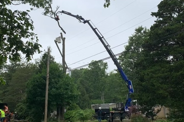 Tree Removal
