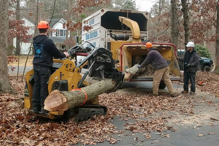 Tree Service Gloucester County