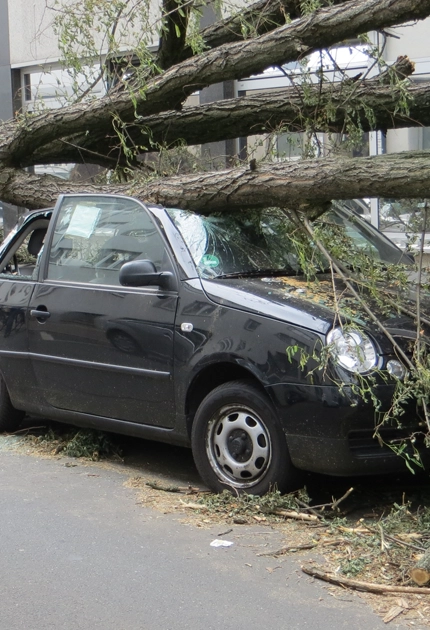 Emergency Tree Services in Vineland, NJ