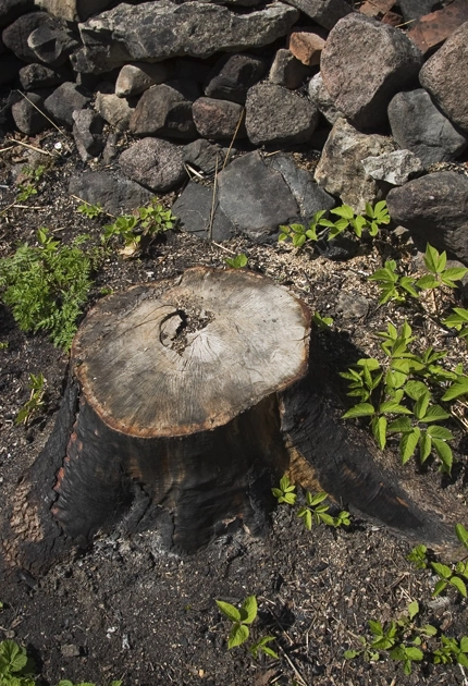 Stump Grinding Services Vineland, NJ