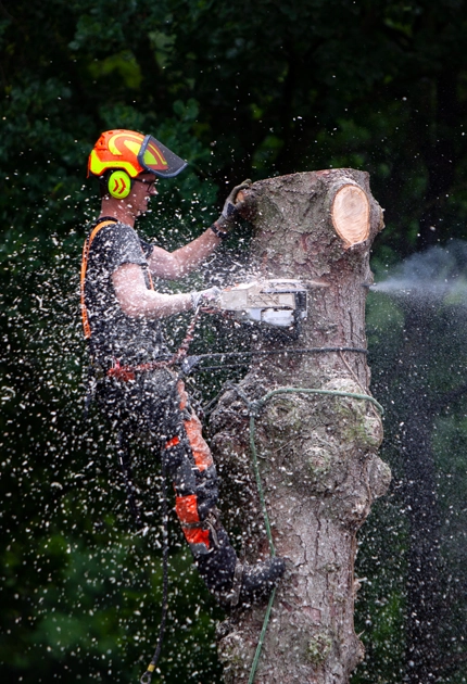 Tree Removal in Vineland, NJ