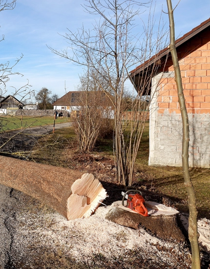Tree Removal in Bridgeton, NJ