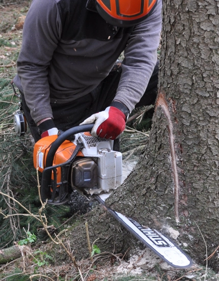 Strategic Tree Removal in Elmer, NJ