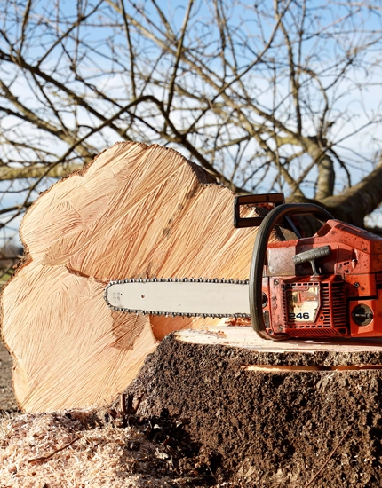 Precision Tree Removal Services in Franklinville