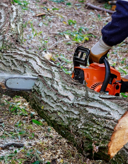 Tree Removal Sewell, NJ
