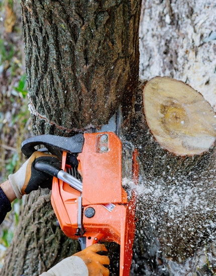 Tree Removal for Williamstown Properties