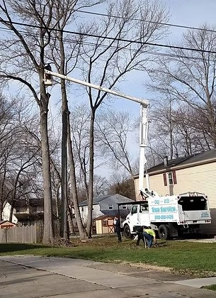 Tree Trimming and Pruning