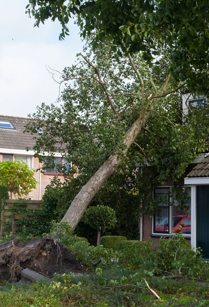 Expert Emergency Tree Services for Any Crisis