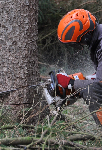 Safe and Reliable Tree Removal