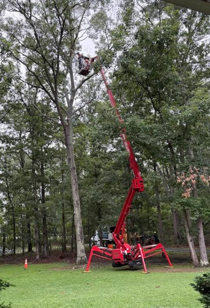 Tree Trimming & Pruning Services in Vineland, NJ