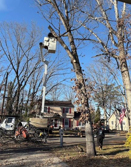 Tree Trimming & Pruning Bridgeton, NJ