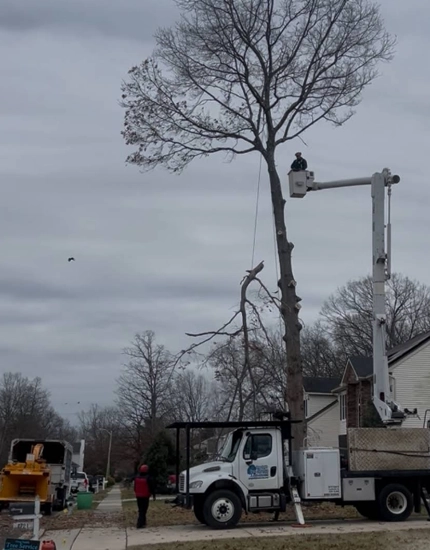 Tree Trimming & Pruning Sicklerville, NJ