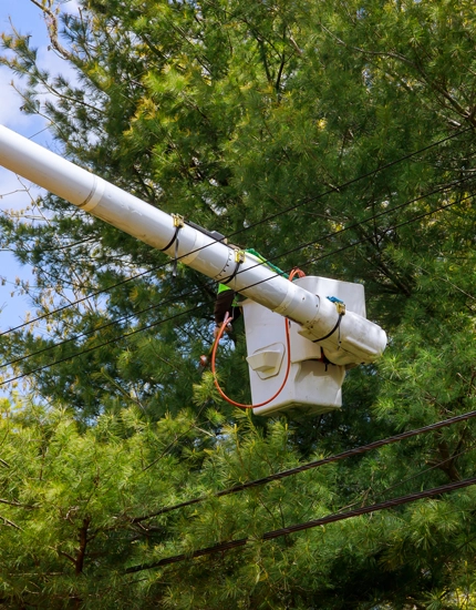 Tree Trimming & Pruning Williamstown, NJ