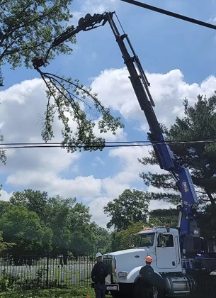 Tree Removal Service