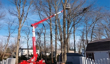 Tree Service