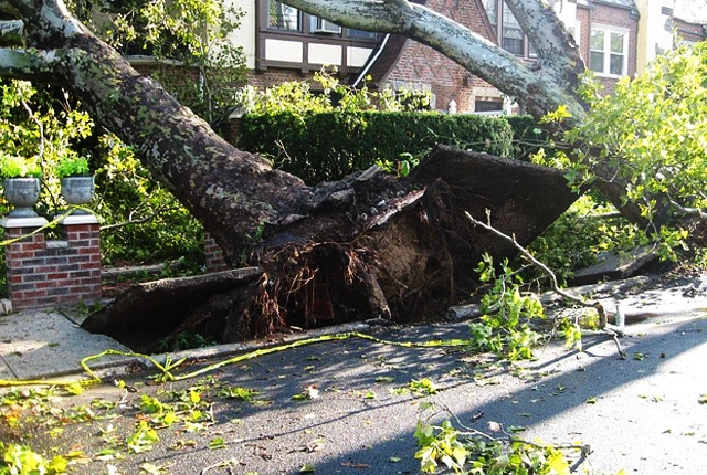 Vineland Emergency Tree Services