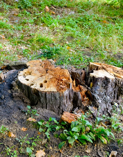 Stump Grinding Bridgeton, NJ