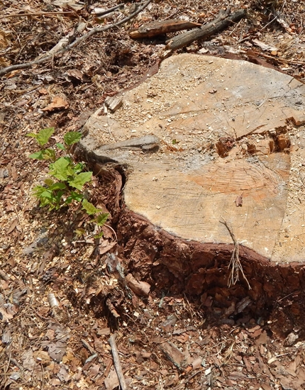 Stump Grinding Elmer, NJ