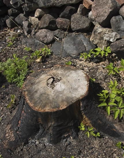 Stump Grinding Solutions in Franklinville, NJ