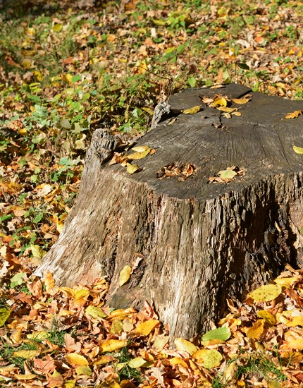 Stump Grinding Solutions in Sicklerville, NJ
