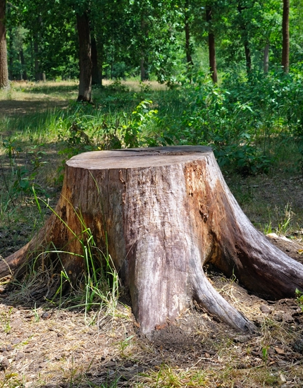 Stump Grinding Services in Williamstown, NJ