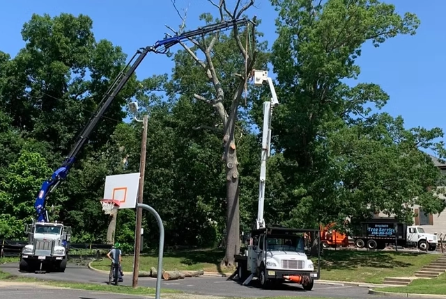 Tree Removal Services in Vineland, NJ