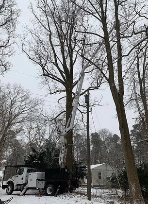trimming and pruning services