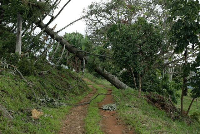 Emergency Tree Service in Vineland