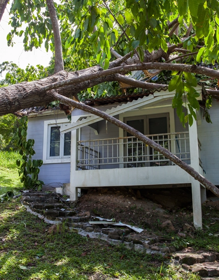 Emergency Tree Services for Elmer Residents