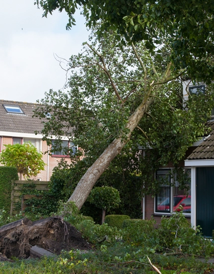 Emergency Tree Services in Franklinville, NJ