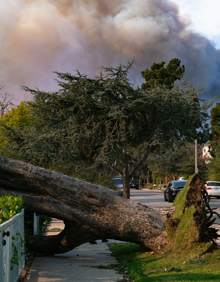 Emergency Tree Services Sicklerville, NJ