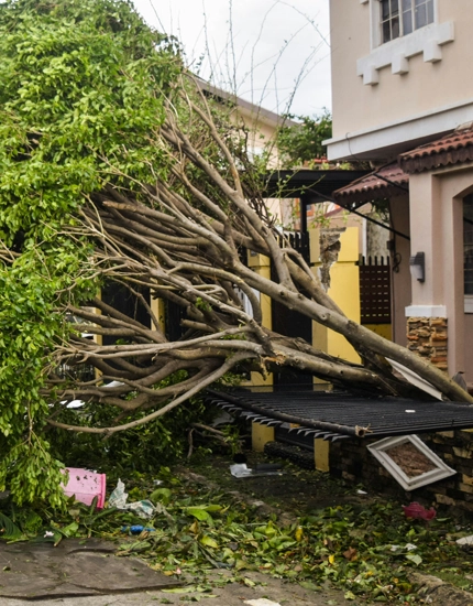 Emergency Tree Services Williamstown, NJ