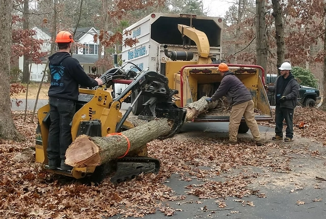 Vineland Tree Removal Services