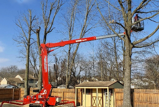 Tree Pruning Services