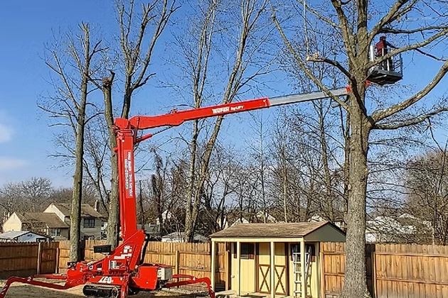 Remove hazardous or unwanted trees with confidence