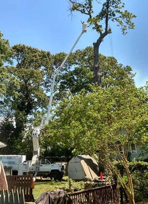 Tree trimming and pruning services