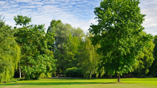 Tree Service Elmer, NJ