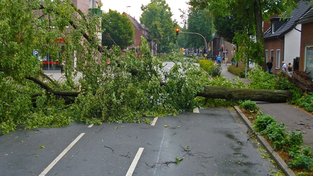 Emergency Tree Solutions in Vineland, NJ
