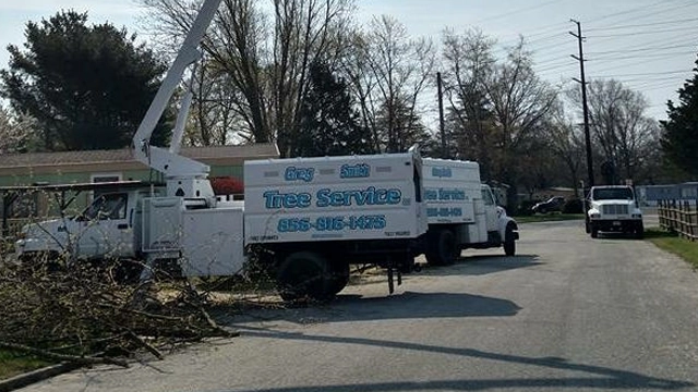 Tree Removal Vineland, NJ