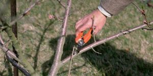 importance of pruning trees​