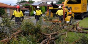 Arborist preparing to remove a tree while reviewing local permit requirements | Tree Removal Permit