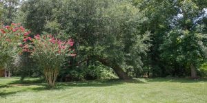 Leaning tree growing at an angle in a residential yard due to root, soil, or weather conditions | Why Do Trees Lean